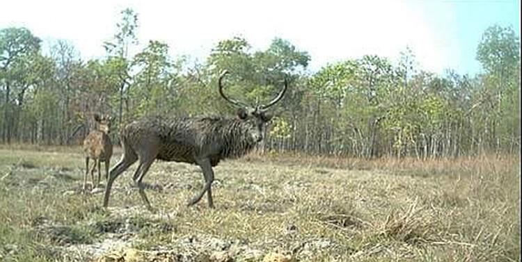 Cerf Cambodge 