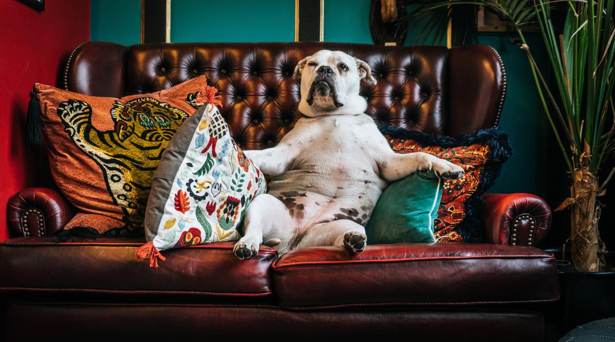 Un chien qui se pavane sur un canapé en cuir