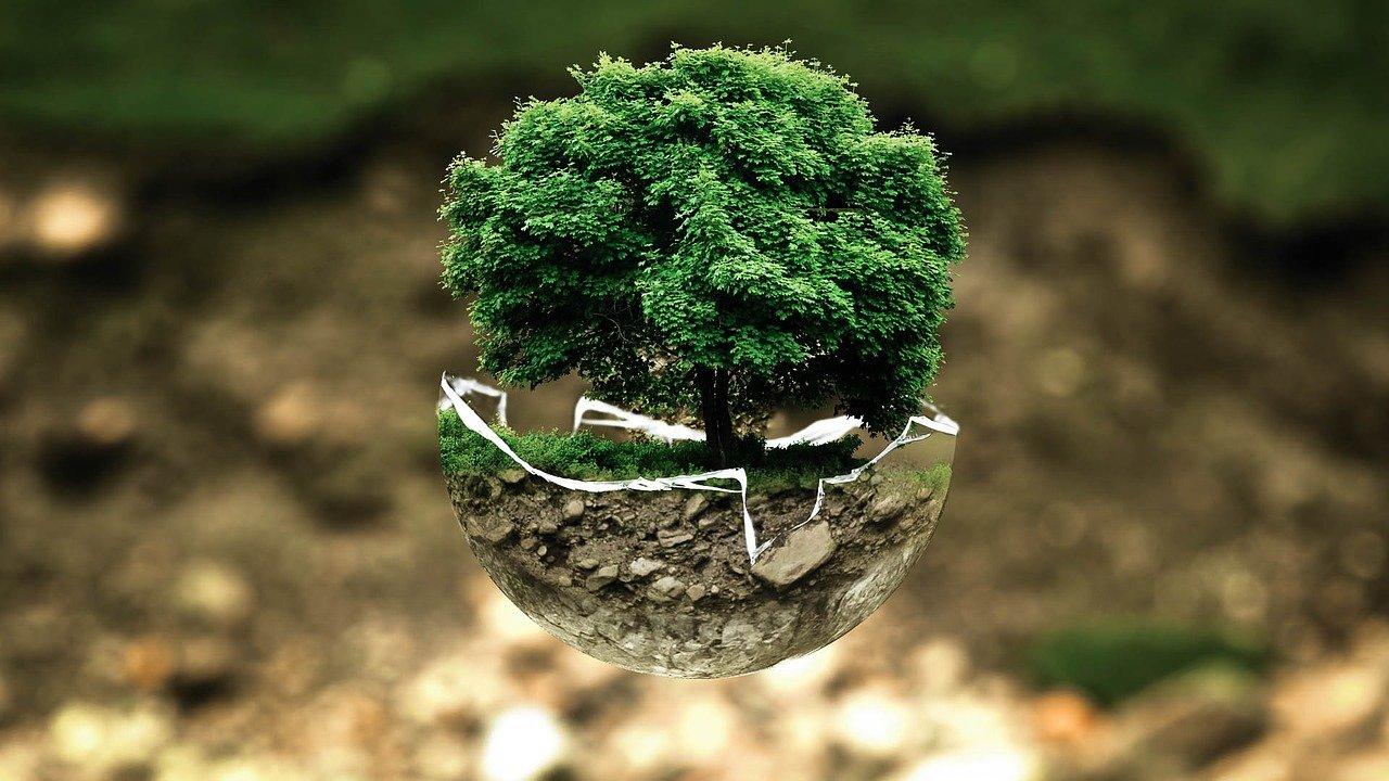 voyage écologie plante 