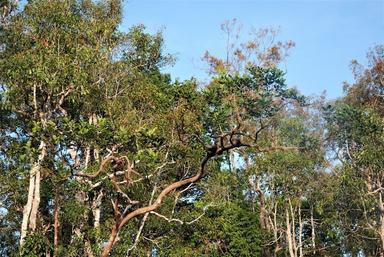 borneo oiseau disparut redecouvert