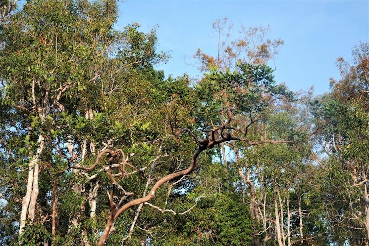 borneo oiseau disparut redecouvert