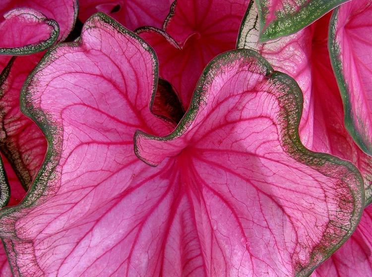 caladium brésil