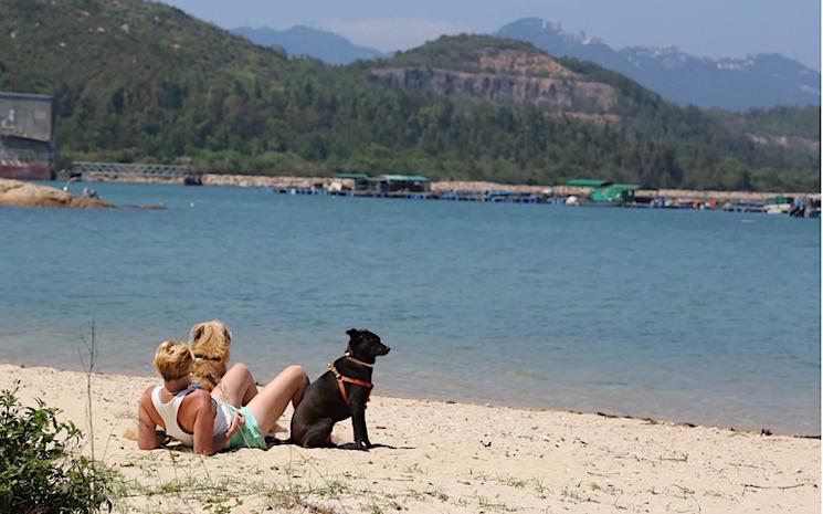 chien et chat hong kong