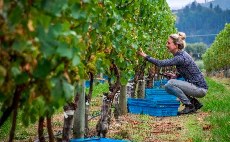 Sophie Parker-Thomson Masters of Wine Nouvelle-Zélande