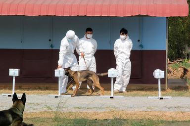 Chien s'entrainant au déminage au Cambodge