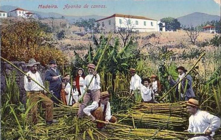 La canne à sucre à Madère