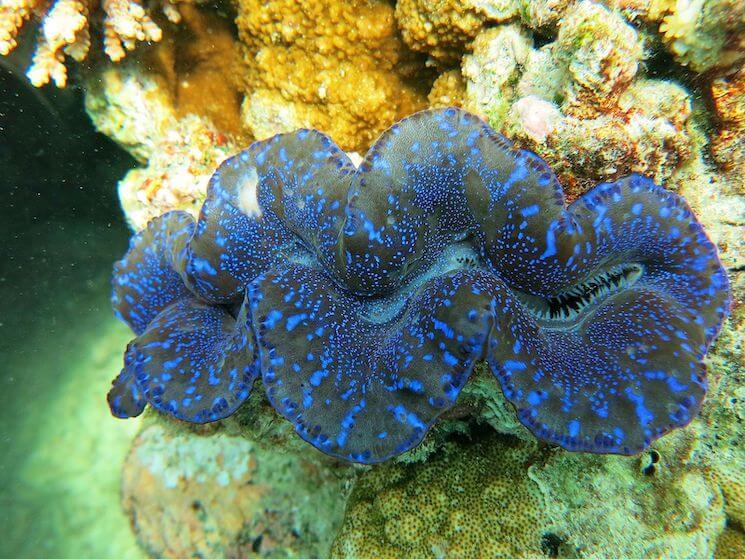 Un bénitier géant à Palawan, aux Philippines