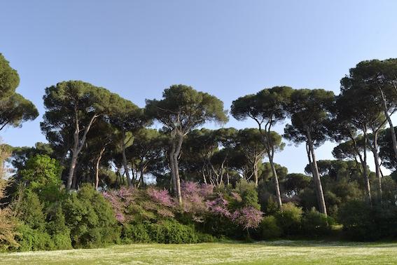 Une forêt d'arbres dans un jardin