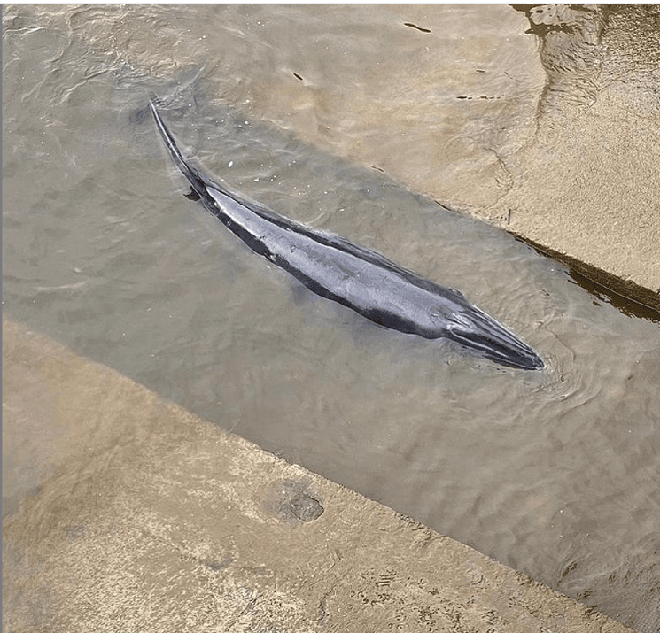 La petite baleine dans une écluse de la Tamise