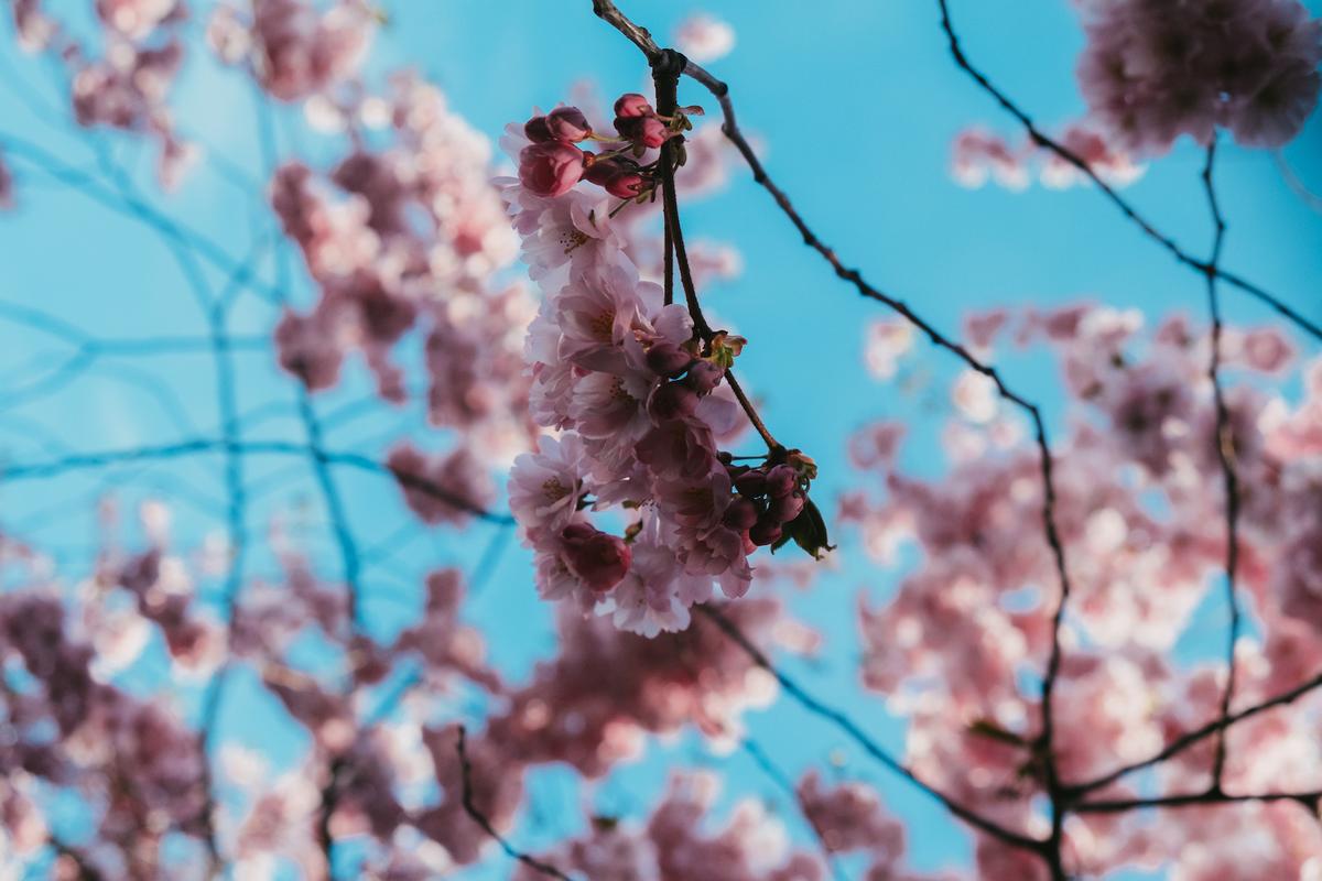 floraison des cerisiers japonais à Stockholm