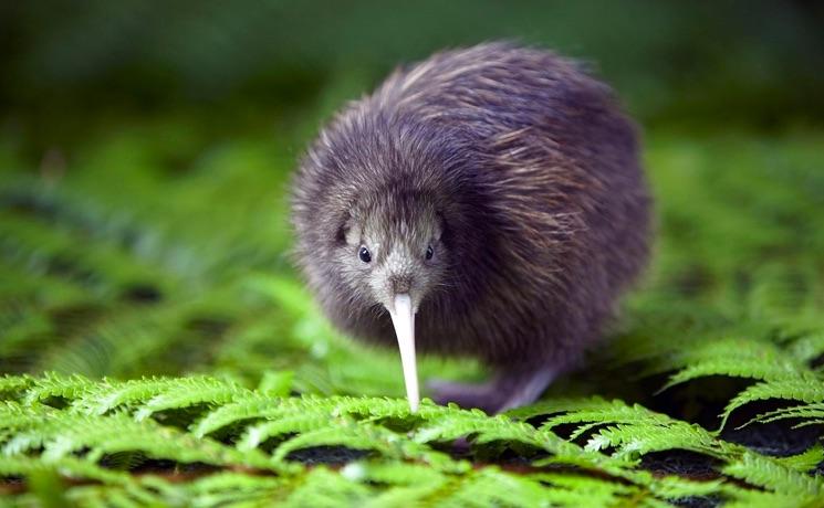 Kiwi