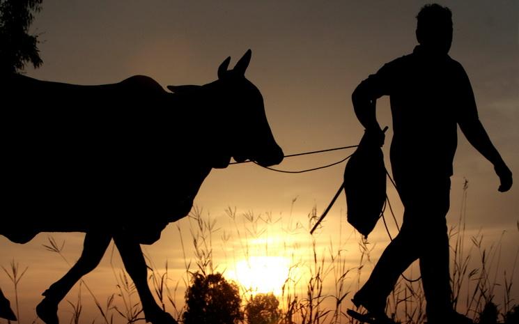 Un homme fait avancer une vache 