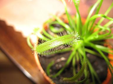 plante carnivore