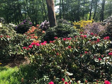 rhododendrons et azalées aux couleurs chatoyantes dans le jardin du musée de Nivå
