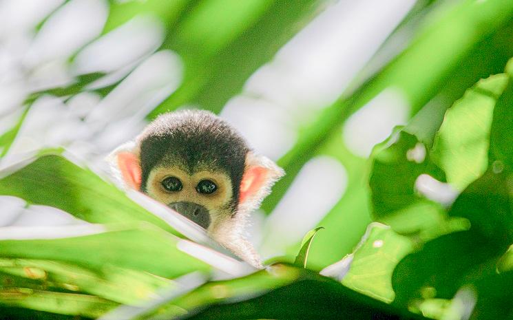 Rémi Vinas, un photographe engagé pour la conservation de la forêt amazonienne