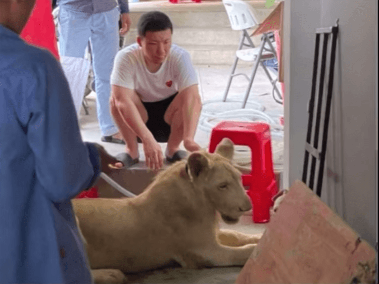 Chinois qui levait un lion à Phnom Penh