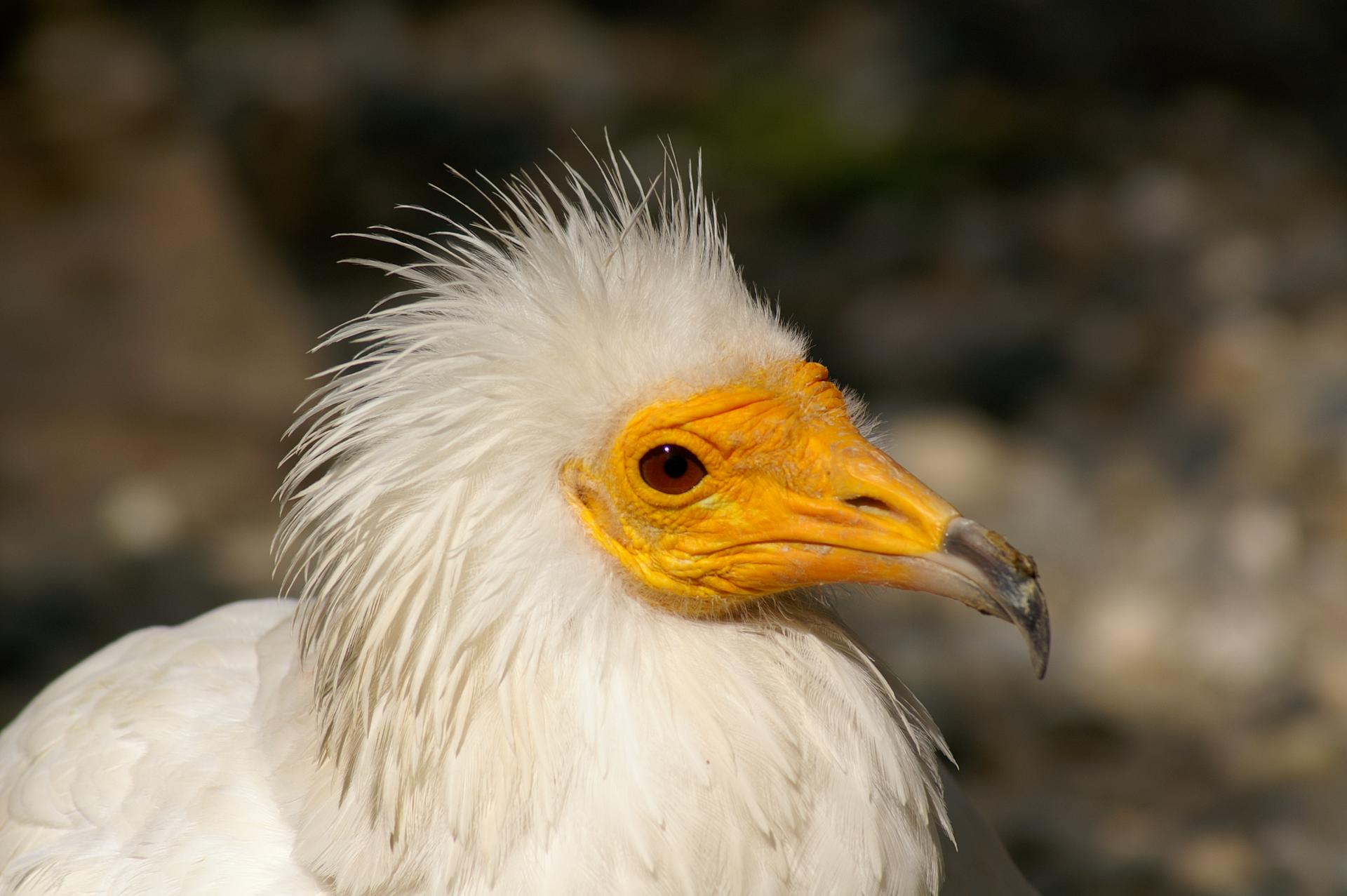 Un jeune vautour percnoptère dans son habitat naturel 