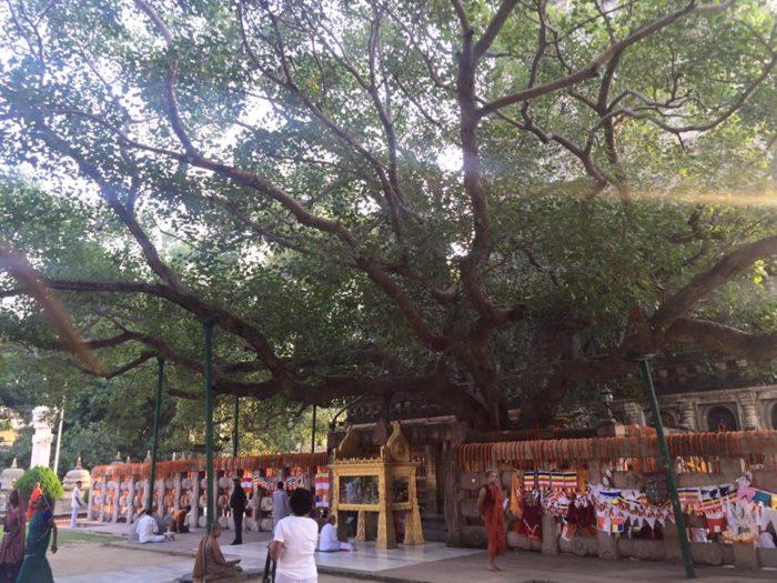 Maha_Bodhi_tree_