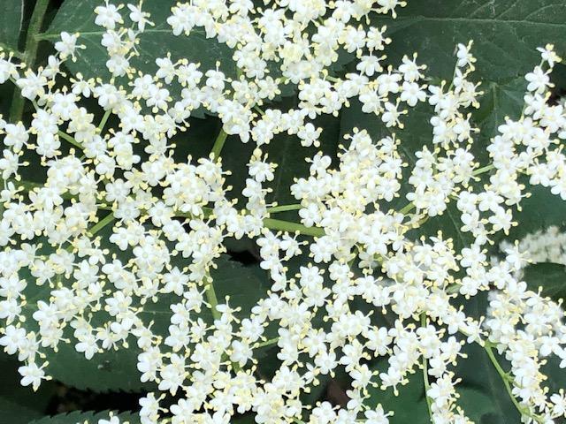 fleur de sureau dans les traditions et la gastronomie danoise 