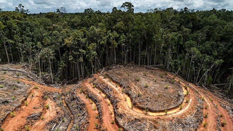 la deforestation en Indonesie comment en sortir