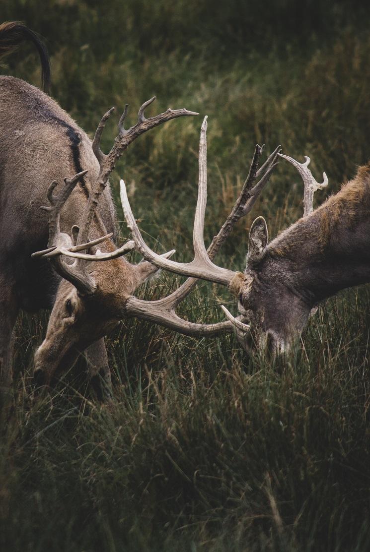 Deux cerfs qui se battent