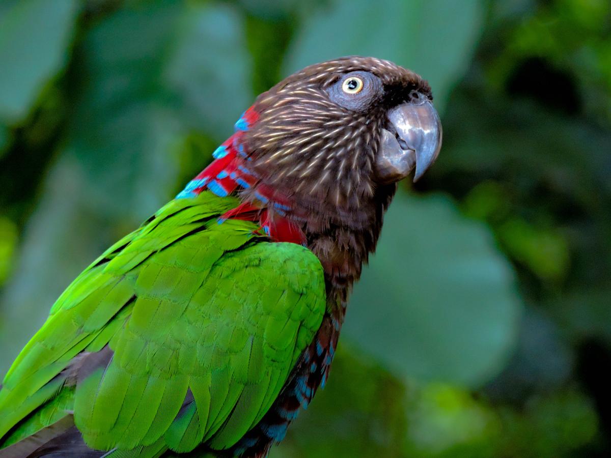 Un perroquet au plumage vers regarde l'appareil 