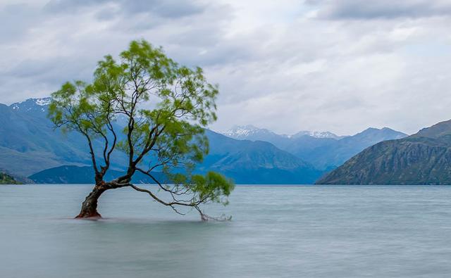 le wanaka tree