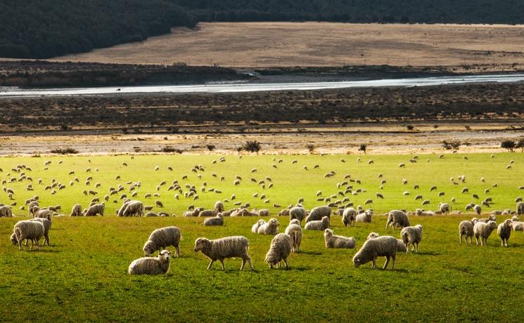 élevage de moutons en Nouvelle-Zélande