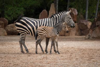 Naissance d’un petit zèbre de Grant dans le Bioparc Valencia