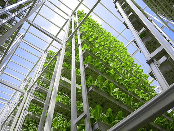 La ferme Sky Greens agriculture singapour