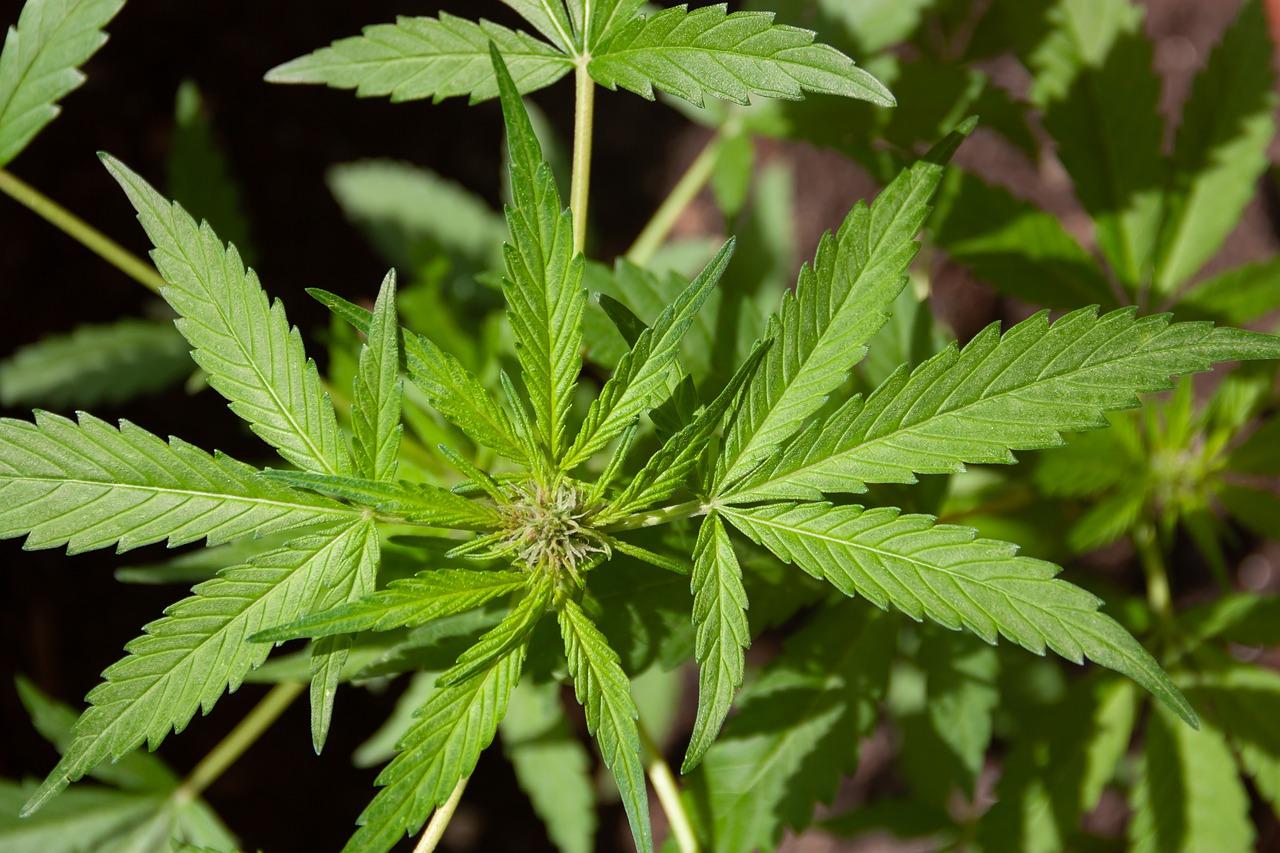 Zurich vente contrôlée de cannabis l’automne 2022