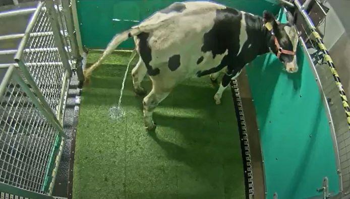 Une vache urine aux toilettes