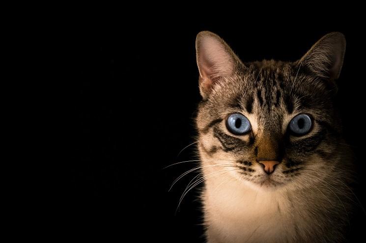 Un chat, c'est le surmon des Madrilènes