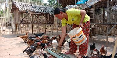 Paysanne Cambodgienne donne à manger à ses poulets