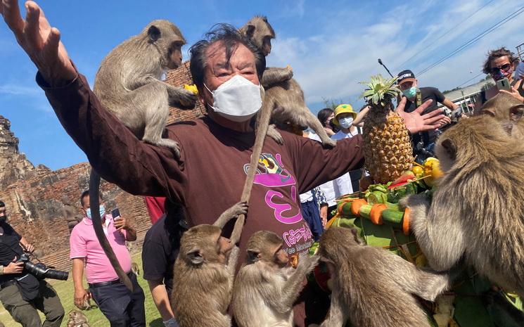 Festival des singes à Lopburi