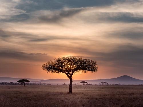 desert avec un arbre en afrique