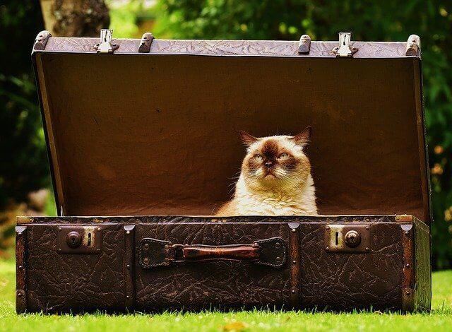 Valise avec un chat