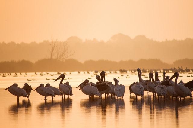 Charlie Ottley, producteur de Wild Carpathia, réalise un documentaire sur le delta 