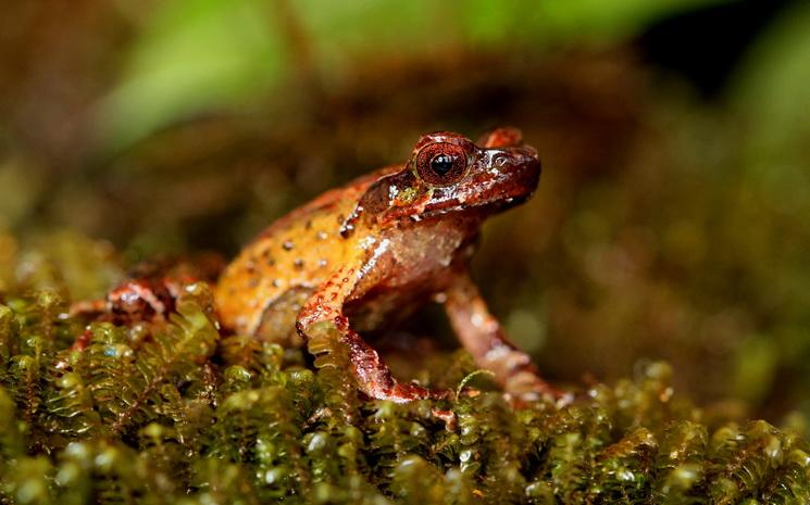 Grenouille corne au Vietnam