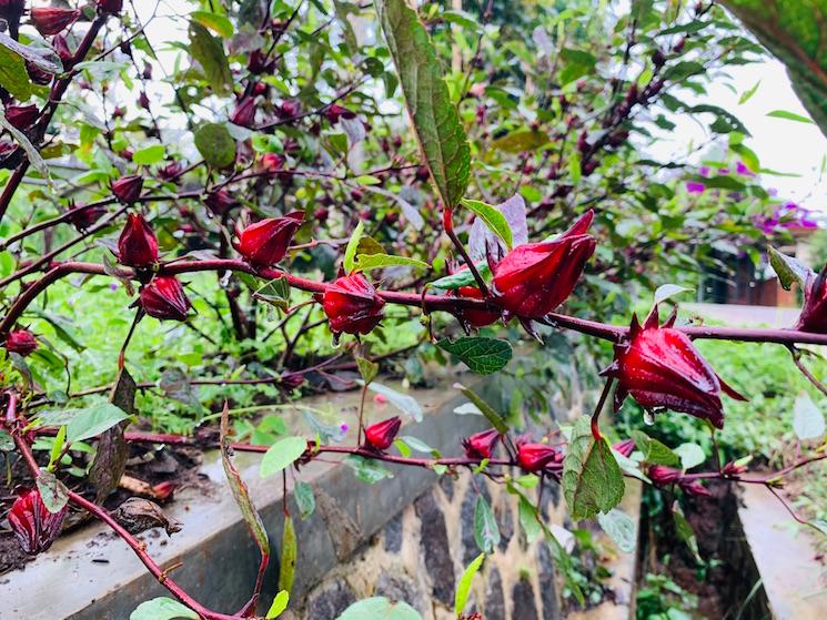 Boutons de fleurs de Rosella Merah