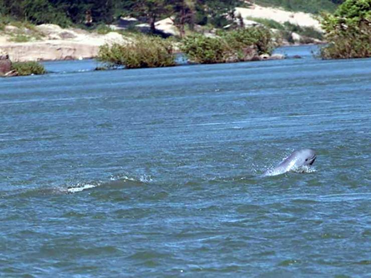 dauphin dans le Mekong