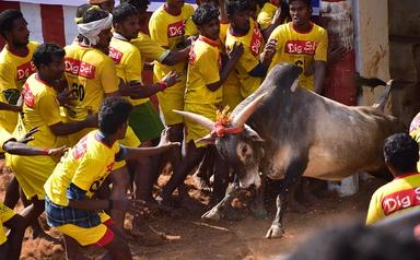 Lâcher de taureaux en inde