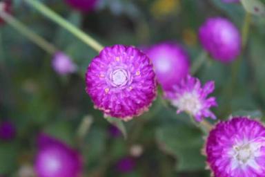 Gomphrena globuleuse