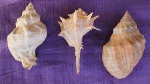 Coquillages Murex pourpre