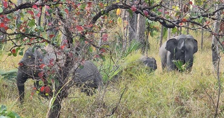 elephant dans le mondolkiry 2