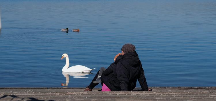 Une personne au bord d'une étendue d'eau, en train d'admirer un cygne