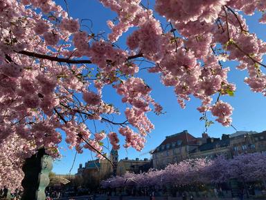 Les cerisiers japonais de Stockholm à kungsträdgården