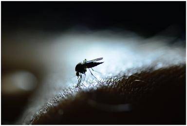 moustique Aedes sur peau