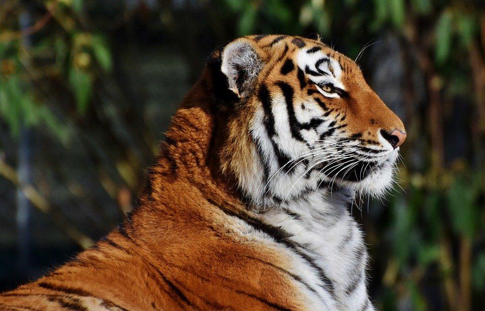 tigre de profil en pleine forêt 