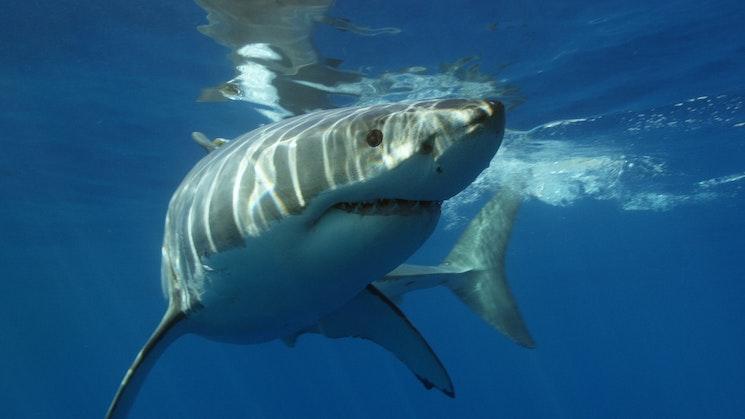 Requin blanc